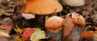 From early spring to mid-autumn, you can find a large number of mushrooms in the forests of Bashkiria