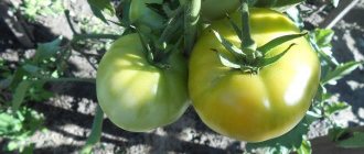 Unripe growing tomatoes on the bushes