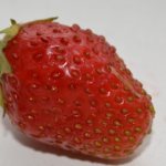 Nematode on strawberry