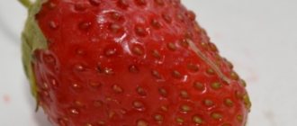 Nematode on strawberry