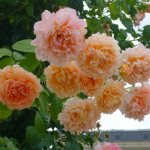 Unusual Polka rose – pearlescent luxury with huge lace flowers