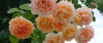 Unusual Polka rose – pearlescent luxury with huge lace flowers