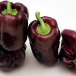 &#39;An unusual variety with purple fruits - Big Daddy pepper