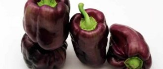 'Необычный сорт с фиолетовыми плодами - перец "Биг папа
