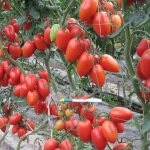 Необычный томат Сливка и как за ним ухаживать