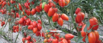 Unusual Slivka tomato and how to care for it