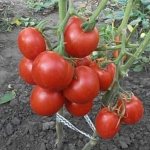 &#39;An unpretentious and unpretentious variety that requires minimal care - the &quot;Fat&quot; tomato: we grow it without hassle&#39; width=&quot;800