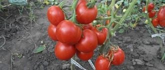 'Неприхотливый и некапризный сорт, требующий минимального ухода - томат "Толстушка": выращиваем без хлопот' width="800