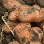 &#39;Unpretentious potato variety &quot;Early Morning&quot;: even beginners can grow it&#39; width=&quot;800
