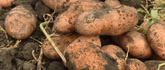 &#39;Unpretentious potato variety &quot;Early Morning&quot;: even beginners can grow it&#39; width=&quot;800