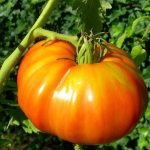 Непростой в уходе, но невероятно урожайный сорт отечественной селекции - томат