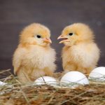 Несут ли куры-бройлеры яйца