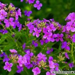 Night-violet-flower-Growing-night-violet-Care-for-night-violet-1