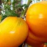 &#39;The newest promising variety that you will like - the &quot;King of Siberia&quot; tomato: photos and distinctive features&#39; width=&quot;800
