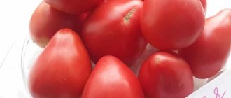 'Новый, но уже успевший полюбиться фермерам сорт - томат "Сахарная Настасья"' width="800