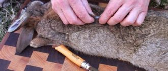 Rabbit slaughter knife