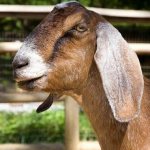 Nubian-goats-Description-features-types-pros-and-cons-breeds-2