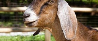 Nubian-goats-Description-features-types-pros-and-cons-breeds-2