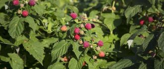 Is summer pruning of remontant raspberries necessary?