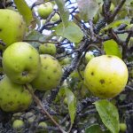 Обработка яблонь от парши осенью