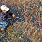 Pruning blackberries in spring for beginners in pictures step by step