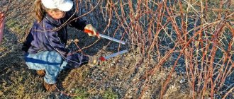 Pruning blackberries in spring for beginners in pictures step by step