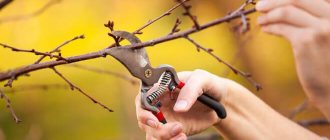 Pruning cherry trees in spring for beginners in pictures step by step
