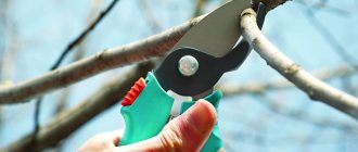 Pruning cherry trees in spring for beginners