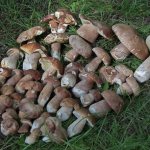 General information about porcini mushroom photo