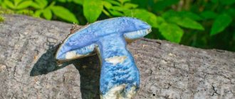 Общая информация о грибах синяках фото