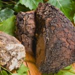 General information about chaga mushroom, tinder fungus, birch mushroom photo