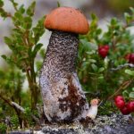 General information about boletus photo