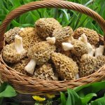 General information about morels and storchki photos