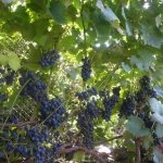 Review of the Early Violet grape variety and features of its cultivation