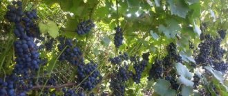 Review of the Early Violet grape variety and features of its cultivation