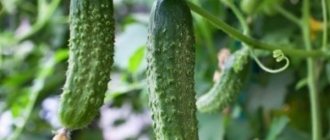 Cucumbers Mig