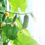 Hydroponic cucumbers at home