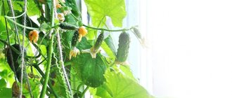 Hydroponic cucumbers at home
