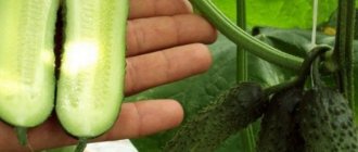 Parthenocarpic cucumbers