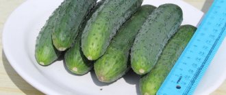 Cucumbers variety &quot;Gunnar F1&quot;