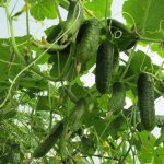 Cucumbers of the “Nezhinskie” variety can produce high yields and bear fruit abundantly