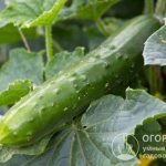 Cucumbers “Zozulya F1” are a Eurasian hybrid obtained by crossing lumpy European varieties with smooth Chinese ones