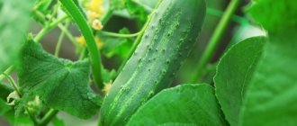 Cucumber Ajax F1 - description and characteristics of an early variety