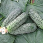 Bettina cucumber F1 - description of a Dutch, early-ripening variety