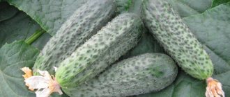 Bettina cucumber F1 - description of a Dutch, early-ripening variety