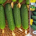 Cucumber Maryina Roshcha F1: detailed description of a productive gherkin hybrid, reviews and cultivation features