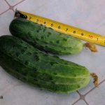 Cucumber Ant F1: description of parthenocarpic hybrid, reviews, photos, cultivation