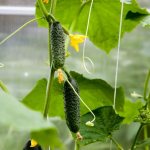 Cucumber Pasalimo: reviews and photos, description and characteristics of a productive hybrid
