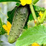 Cucumber Podmoskovnye Vechery F1: characteristics and description of the variety with photos