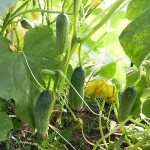 Cucumber Sheer perfection F1: description of an early-ripening hybrid and recommendations for growing